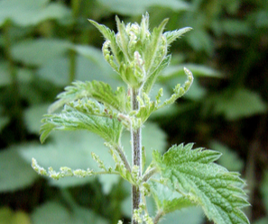 natural herbs arthritis